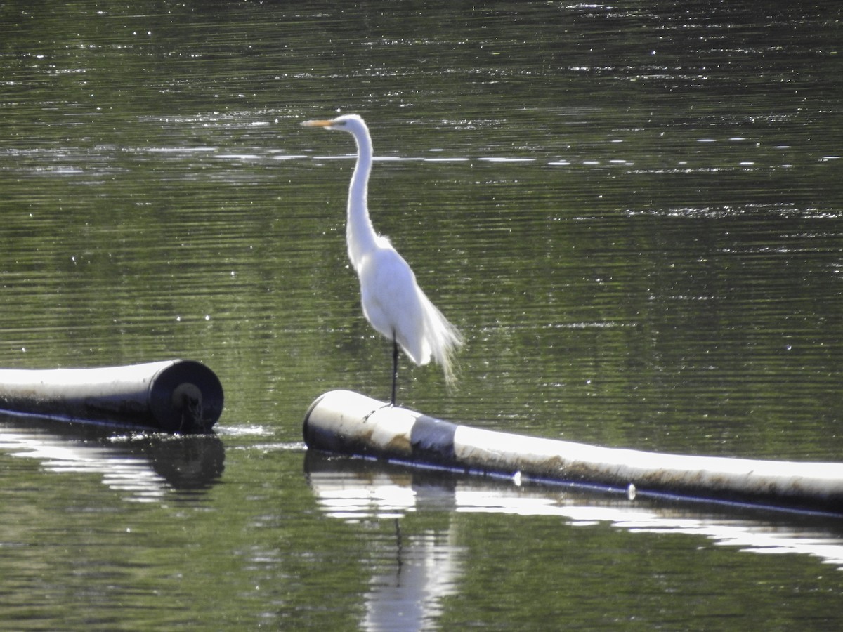 Great Egret - ML350685541