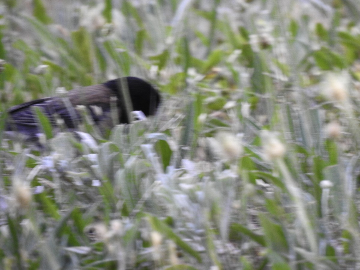 Dark-eyed Junco - ML350686151