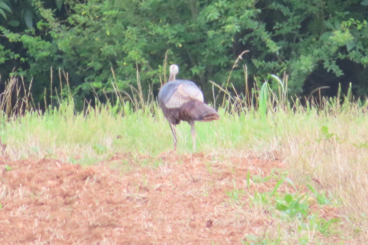 Wild Turkey - ML350686941