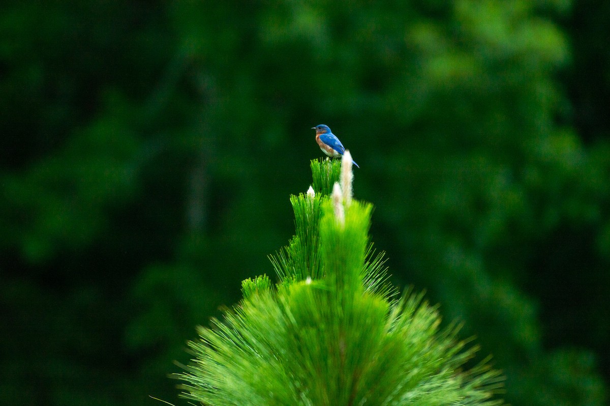 Eastern Bluebird - ML350687611