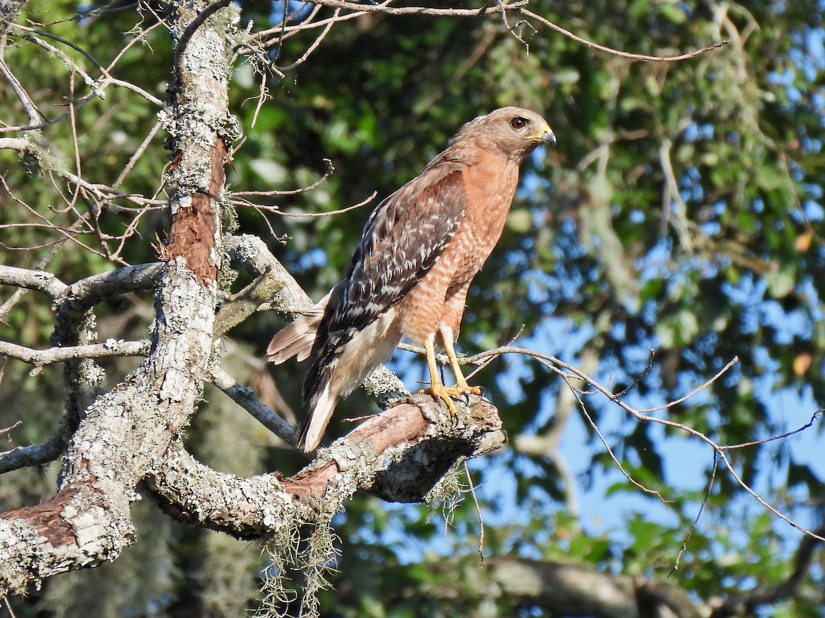 Red-shouldered Hawk - Bill Schneider