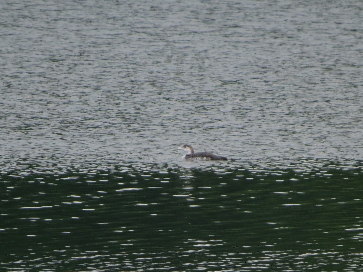Plongeon huard - ML350688111