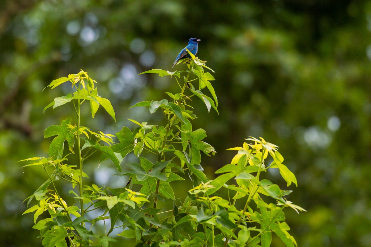 Indigo Bunting - ML350688131