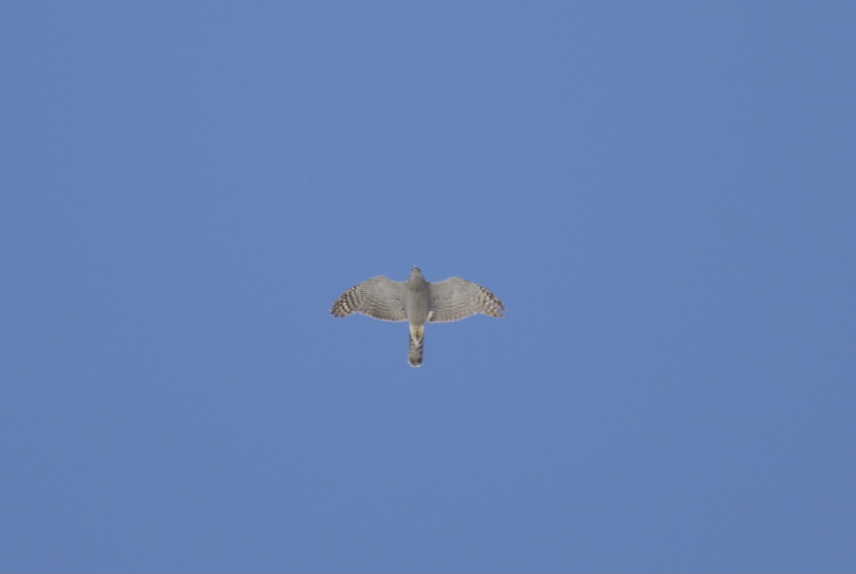 American Goshawk - ML350688291