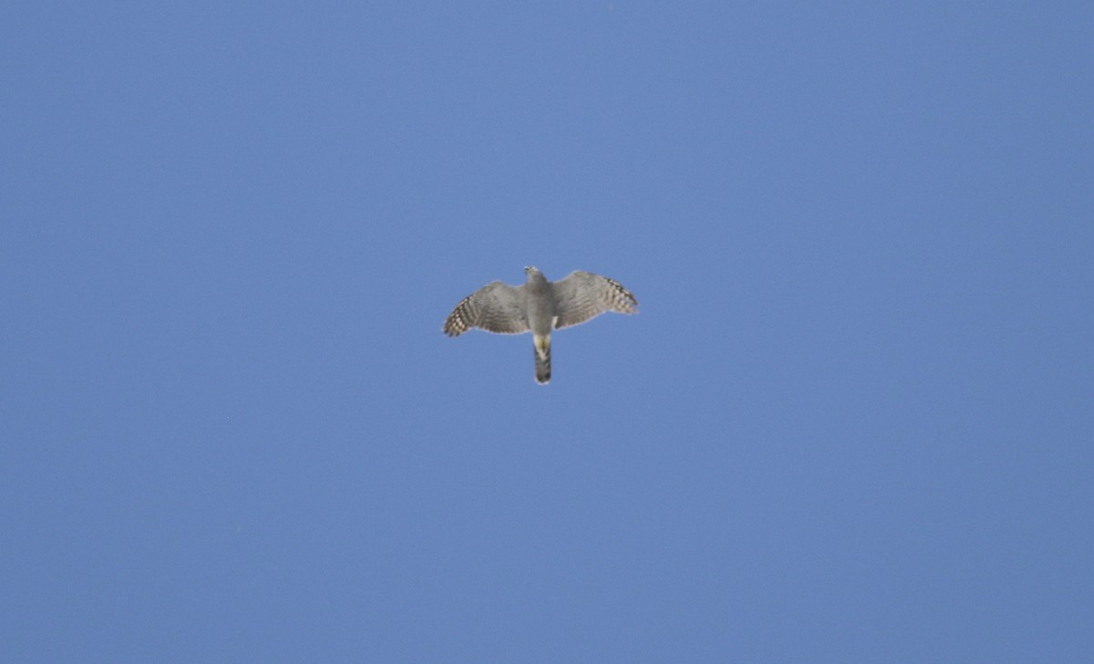 American Goshawk - ML350688301