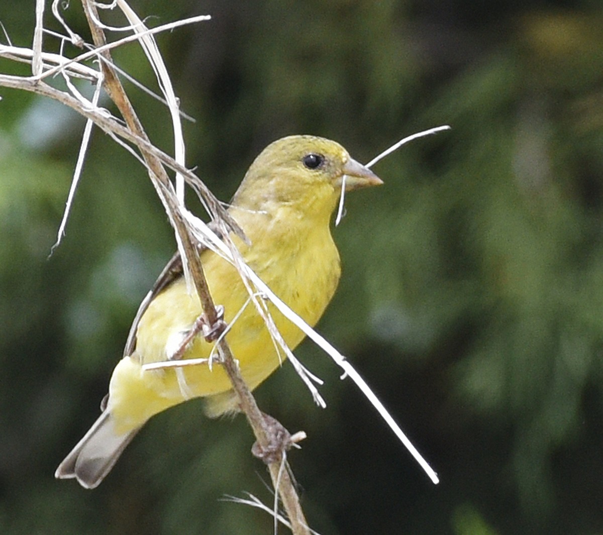 Lesser Goldfinch - ML350688661