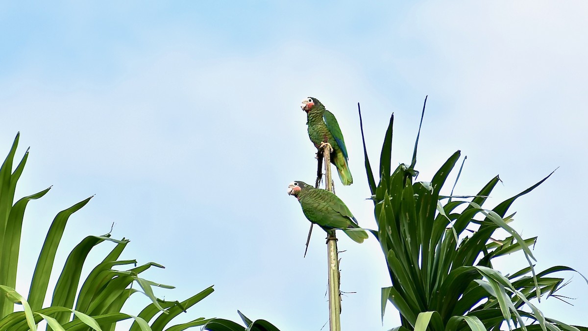 Cuban Parrot (Cuban) - ML350689331