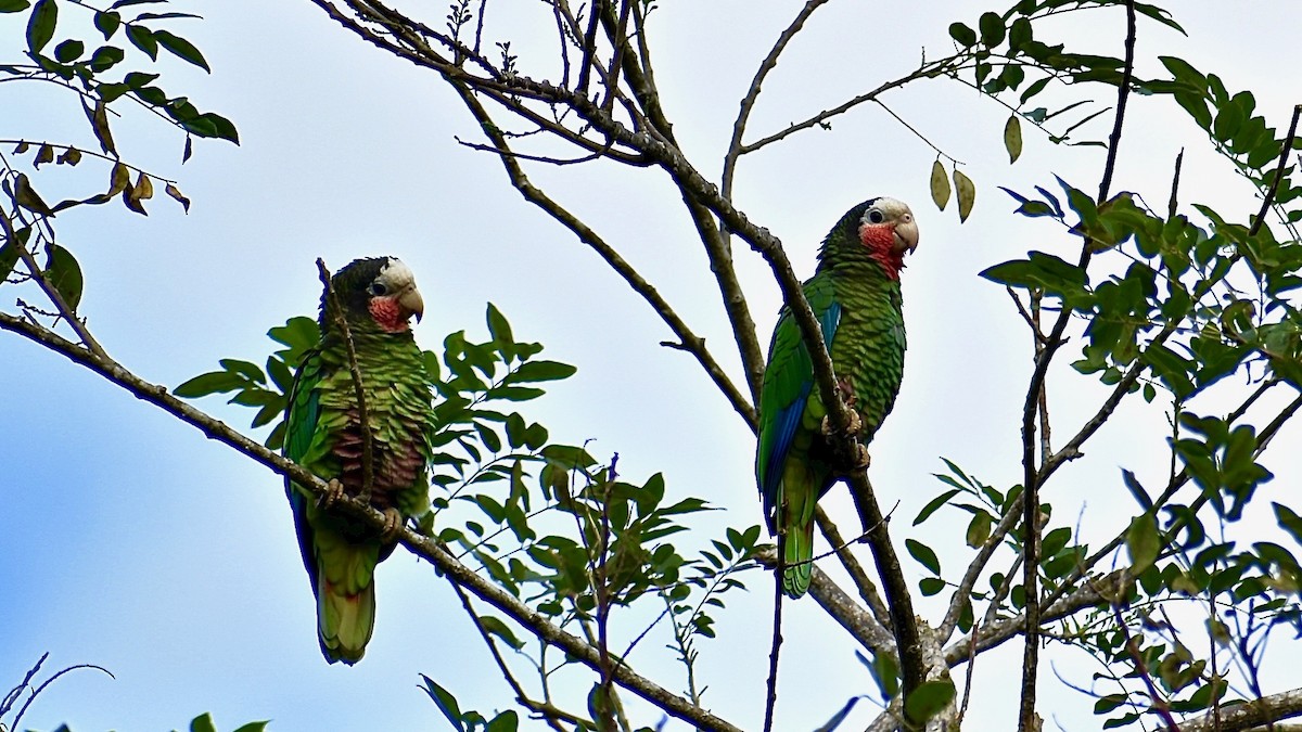 kubaamazon (leucocephala) - ML350689401