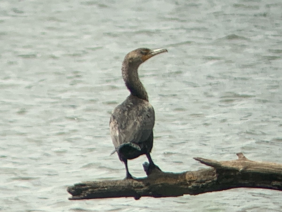 Cormoran à aigrettes - ML350690921