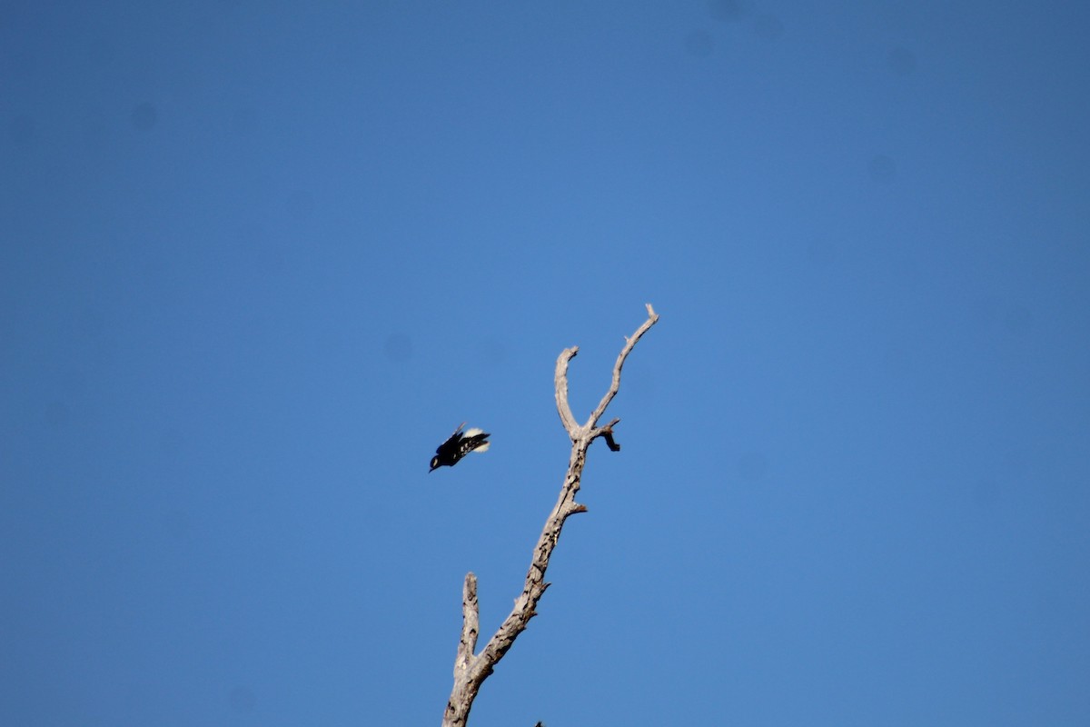 Downy Woodpecker - ML350692991