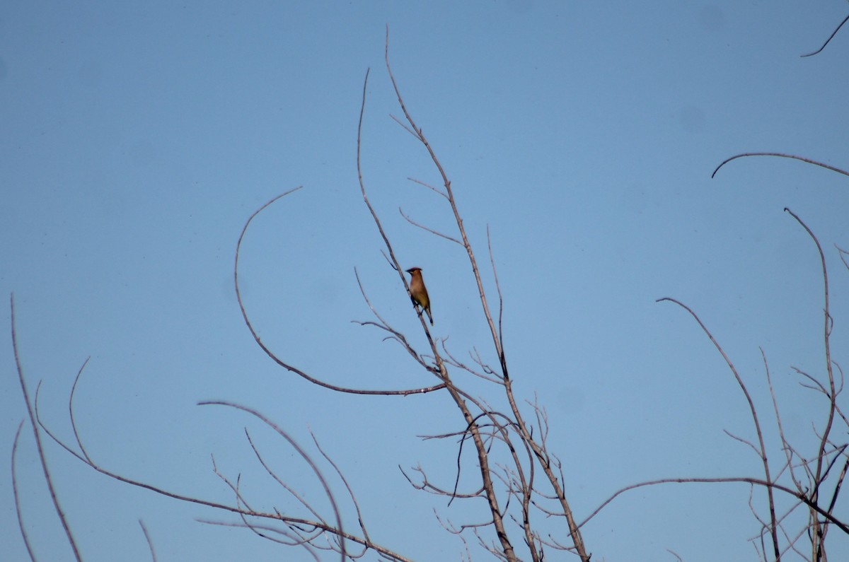 Cedar Waxwing - ML350693111