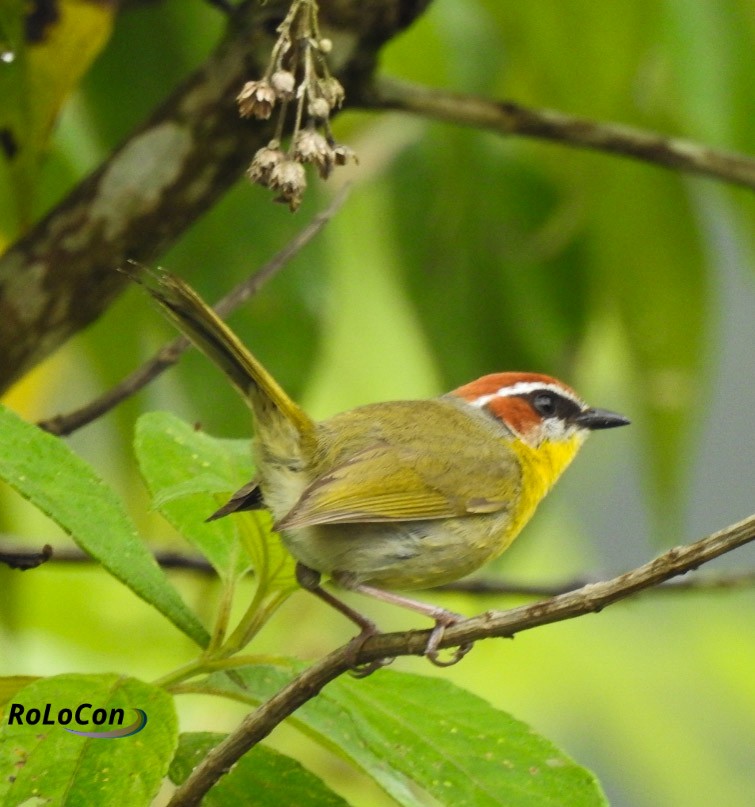 Rufous-capped Warbler - ML350693371