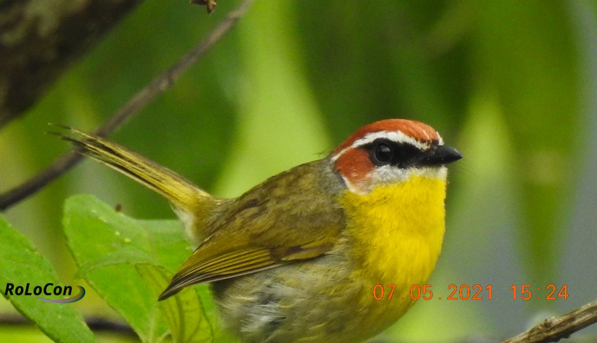 Rufous-capped Warbler - ML350693401