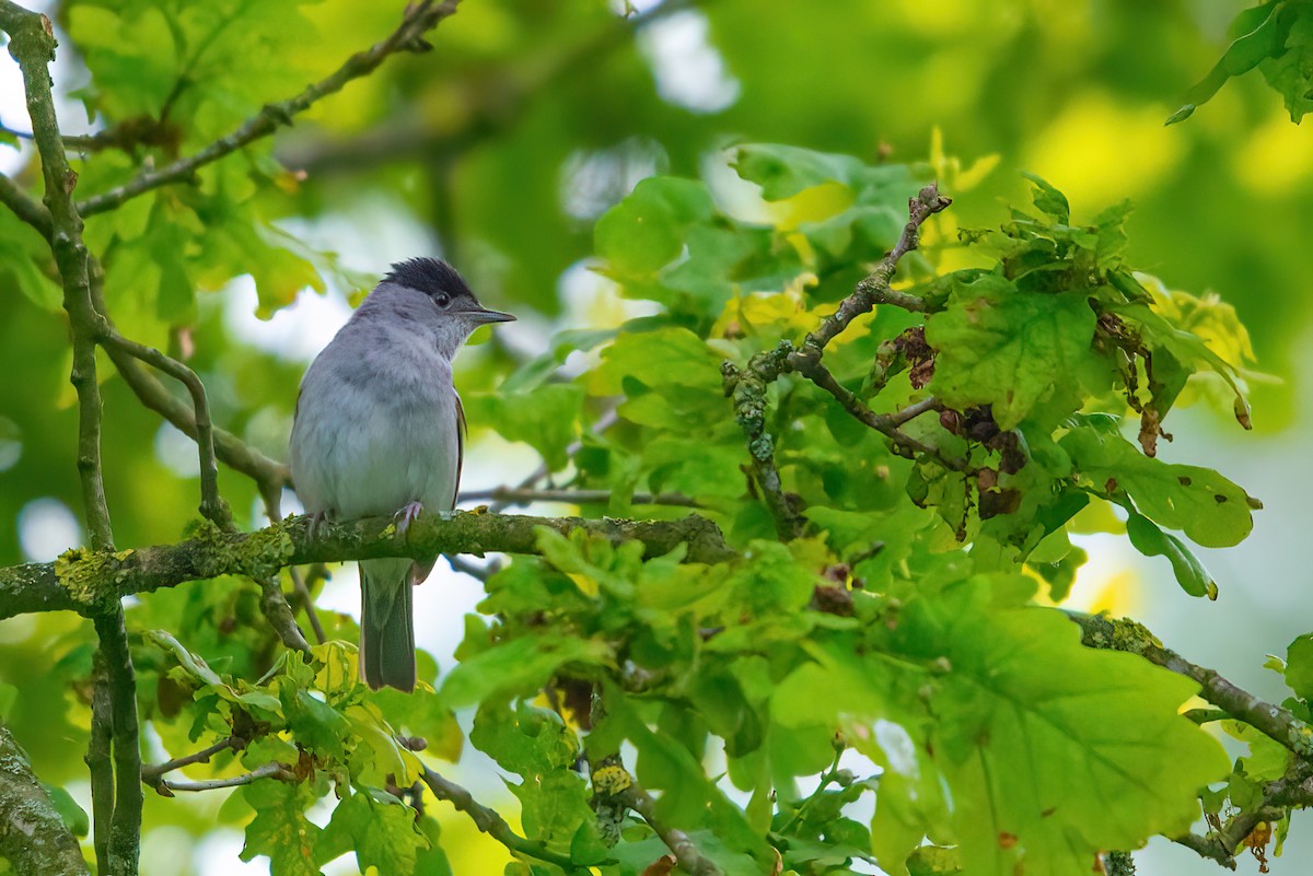 Eurasian Blackcap - ML350693911