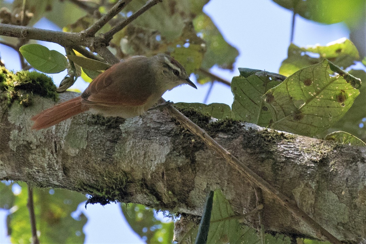 Pallid Spinetail - ML350694341