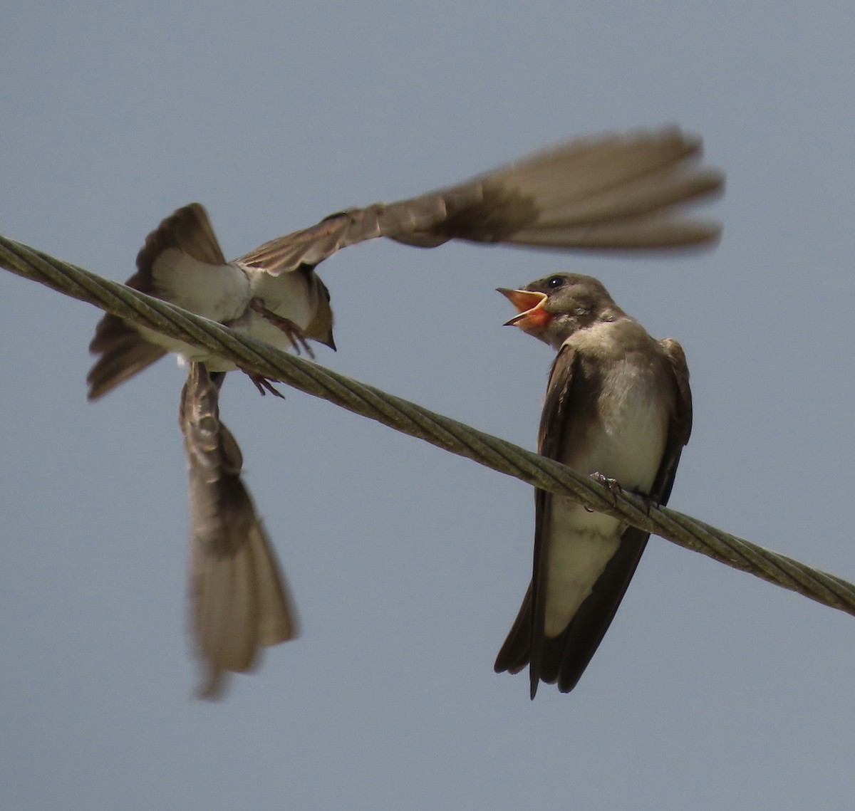 Hirondelle à ailes hérissées - ML350697601