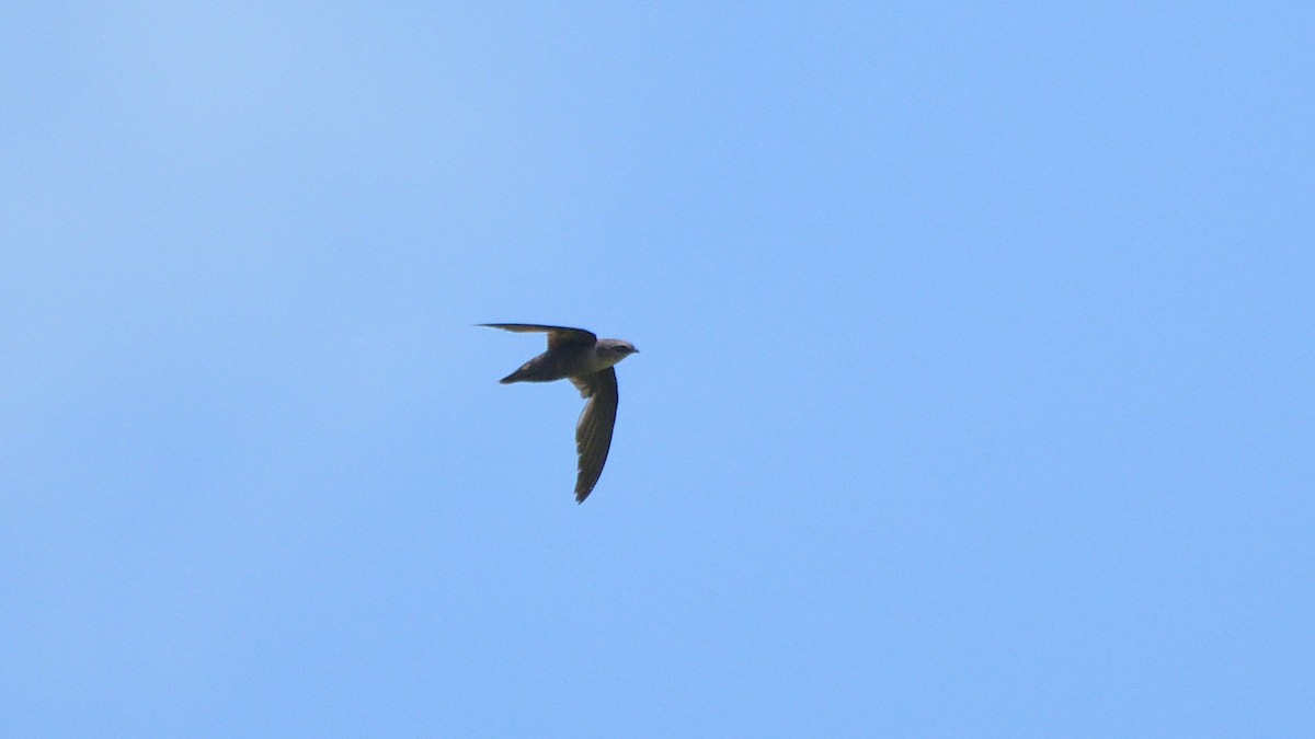 Chimney Swift - Robert Howard