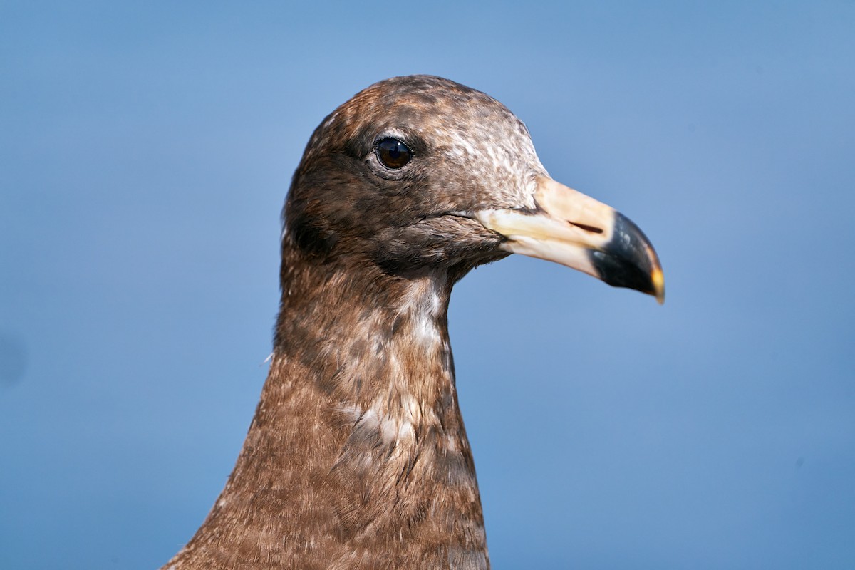 Belcher's Gull - ML350699071