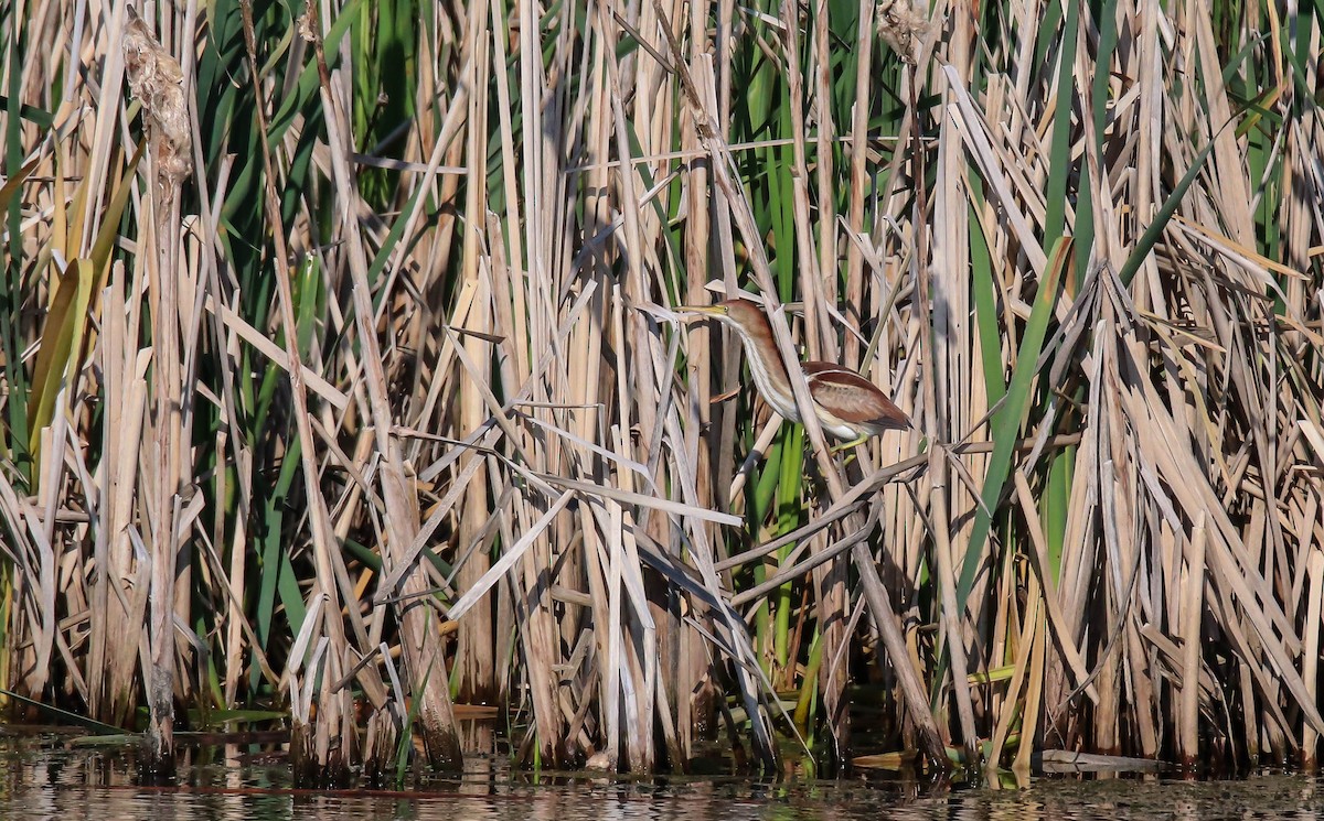 Least Bittern - ML350699201