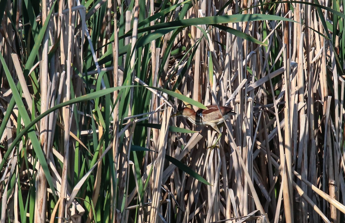 Least Bittern - ML350699531