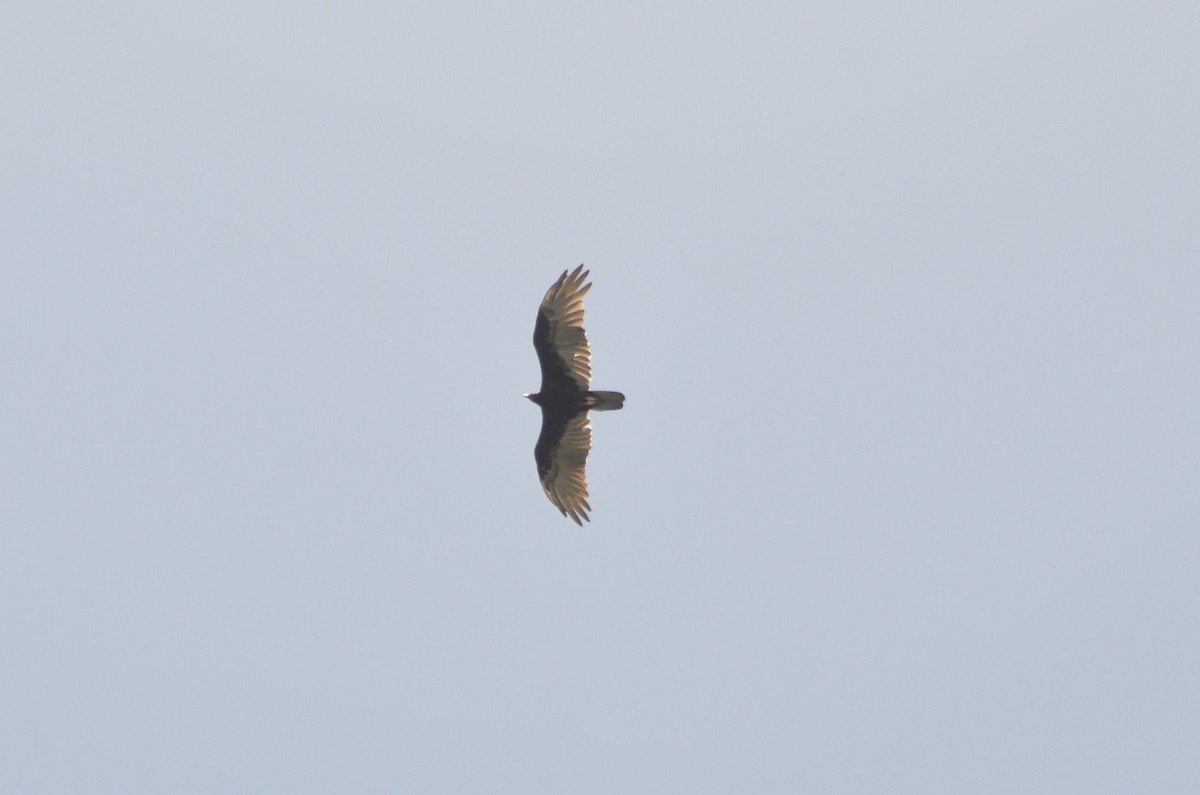 Turkey Vulture - ML350700351