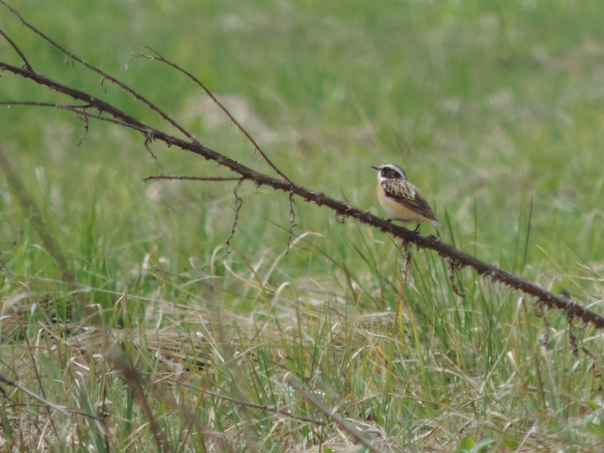 Whinchat - ML350702261