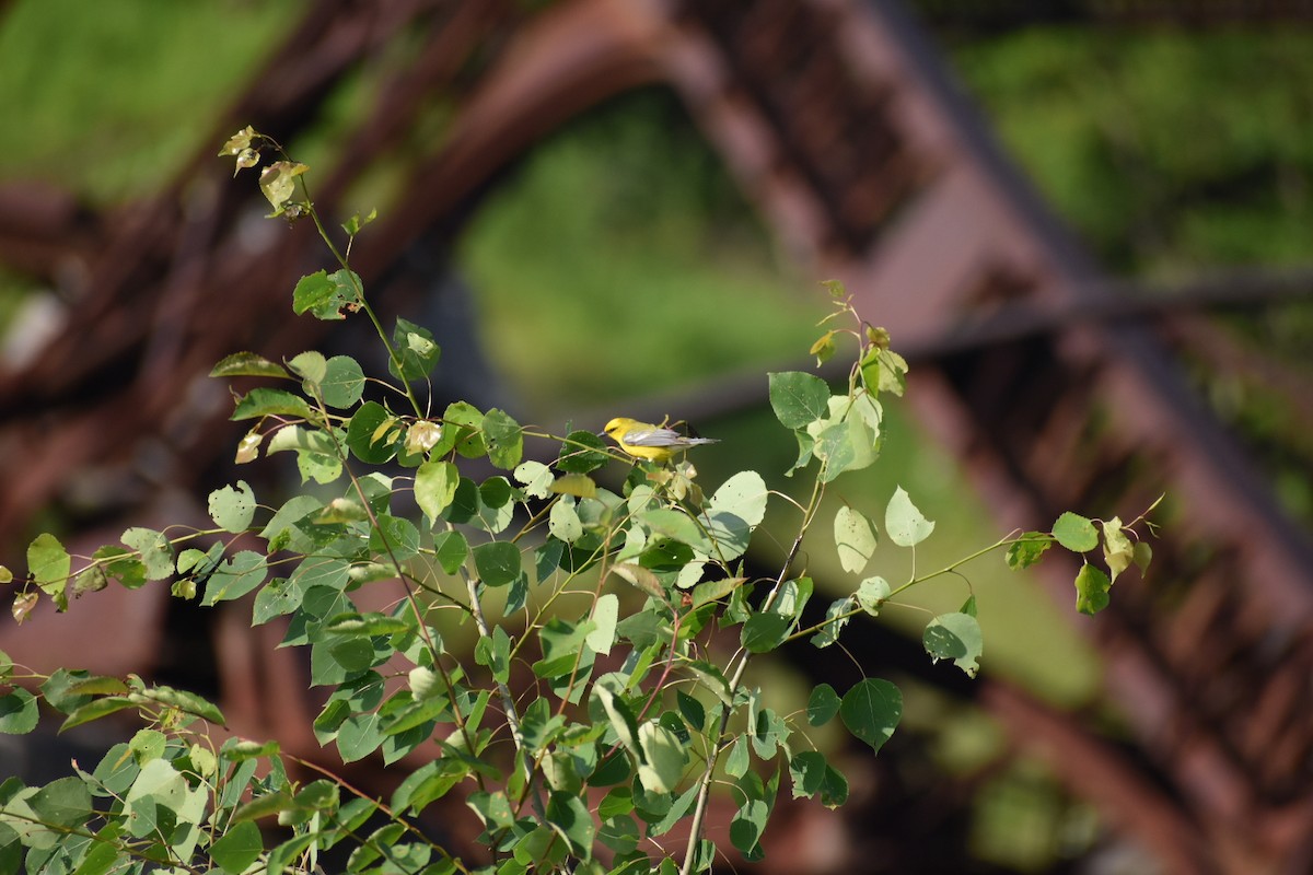 Blue-winged Warbler - ML350703061