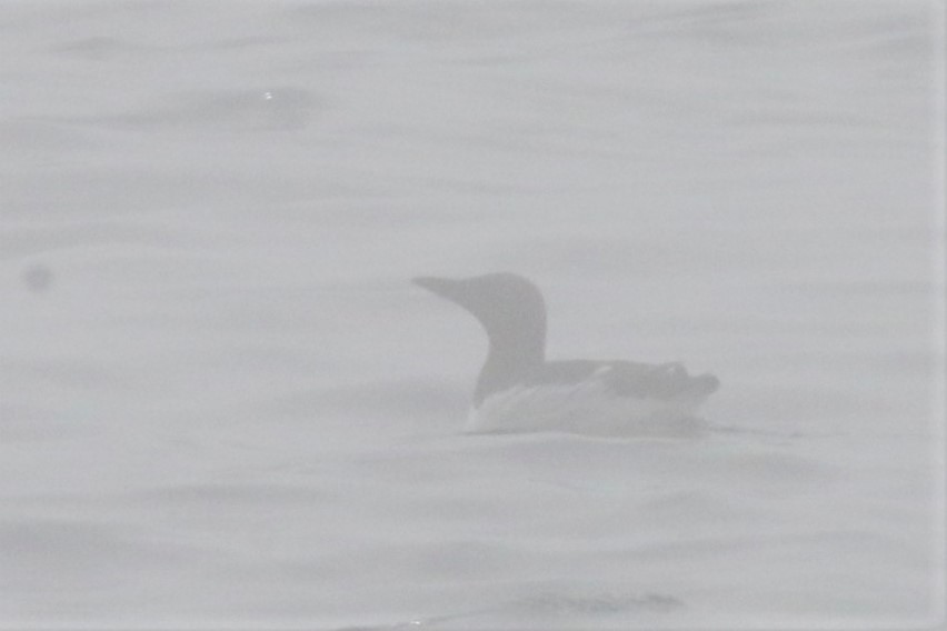 Common Murre - ML350704251