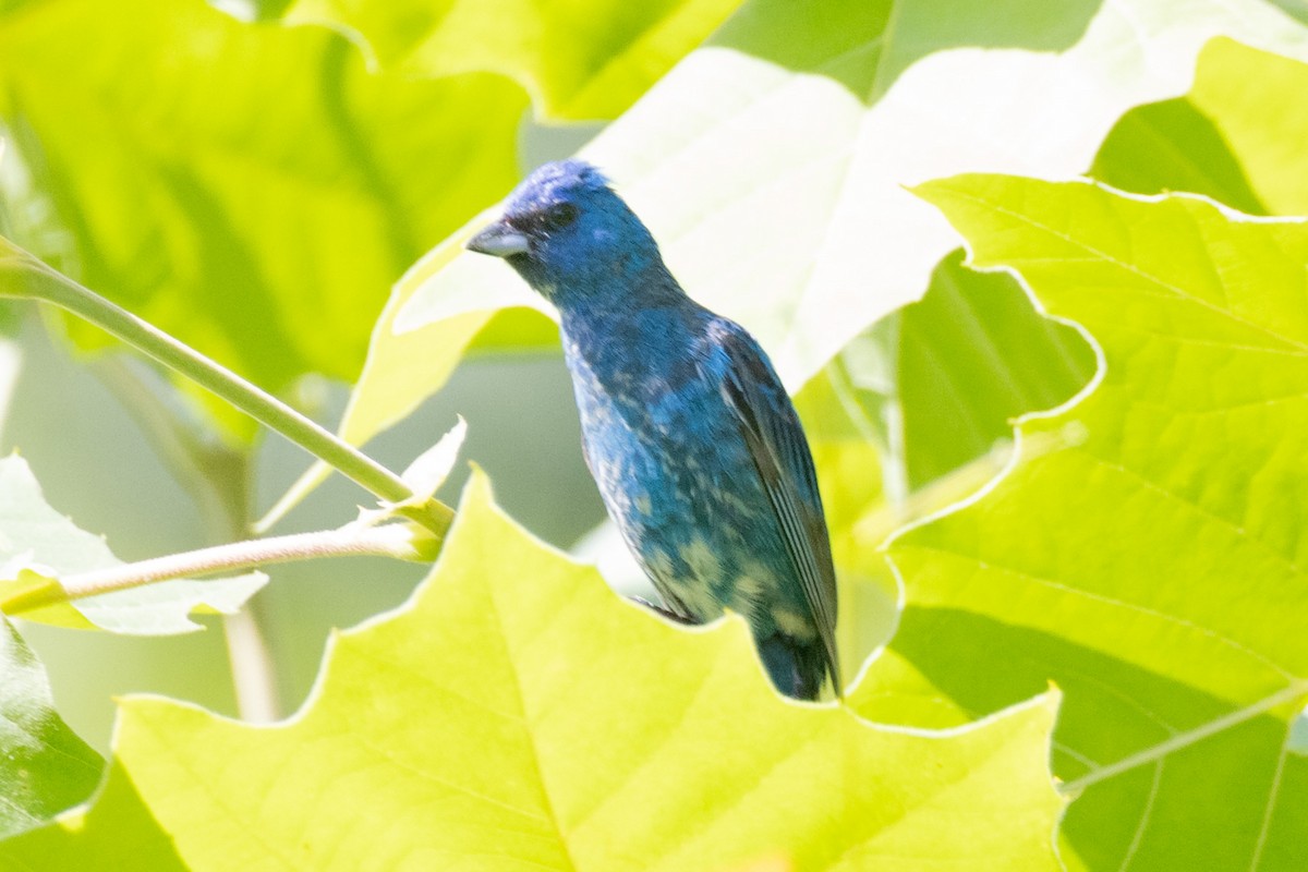 Indigo Bunting - ML350704281