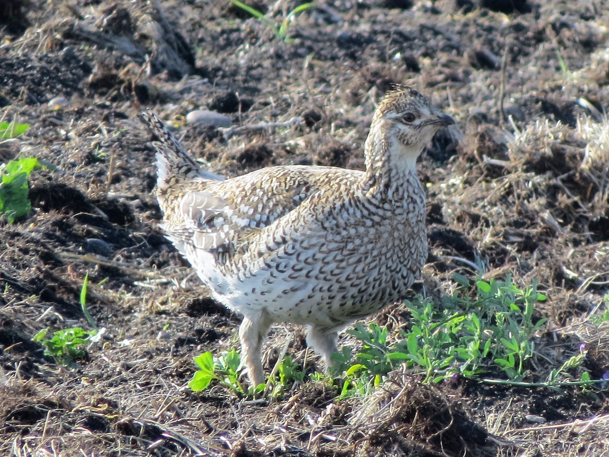 Sharp-tailed Grouse - ML350704311