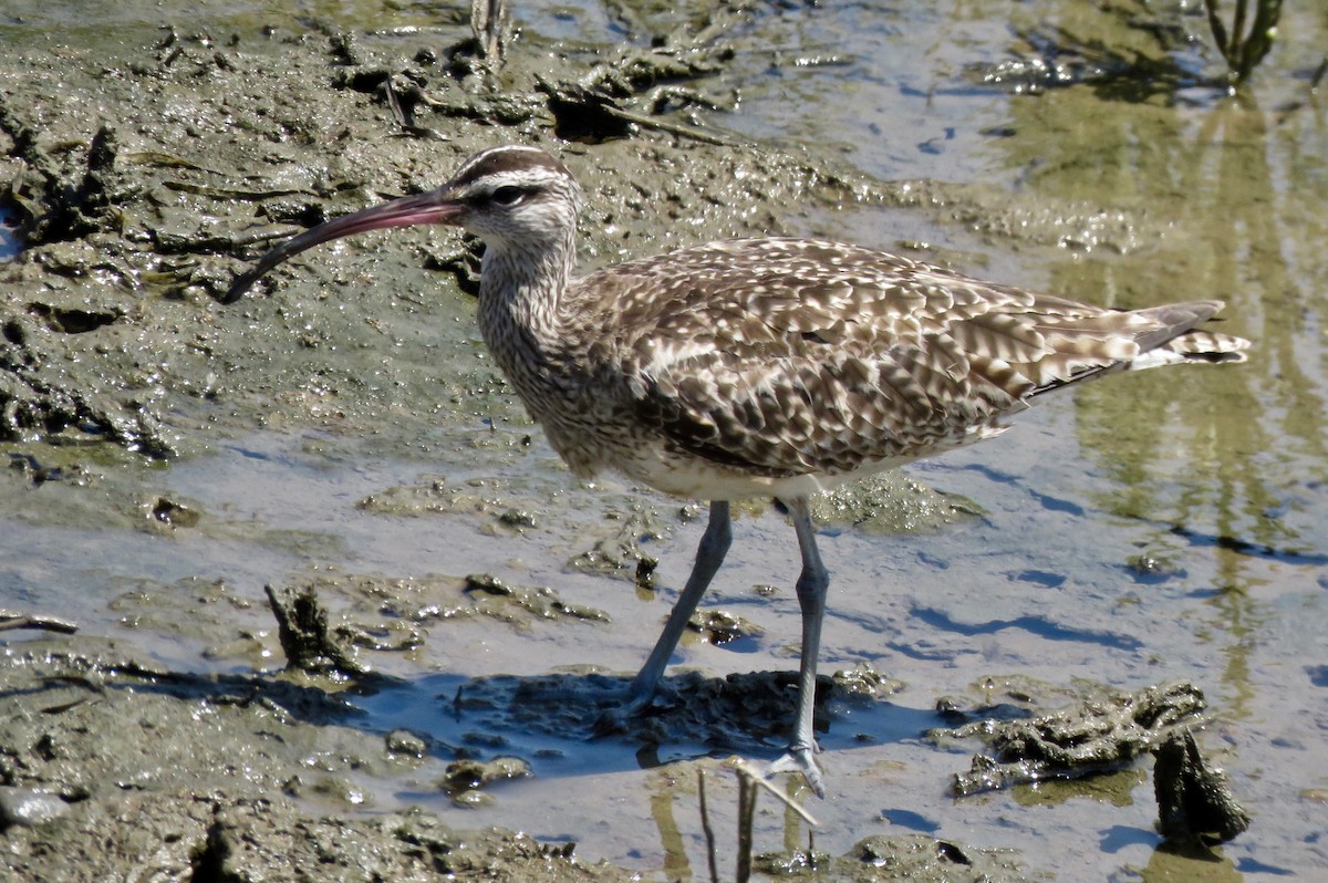 Whimbrel - Larry Moore