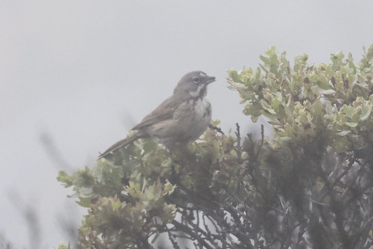 Bell's Sparrow - ML350707721