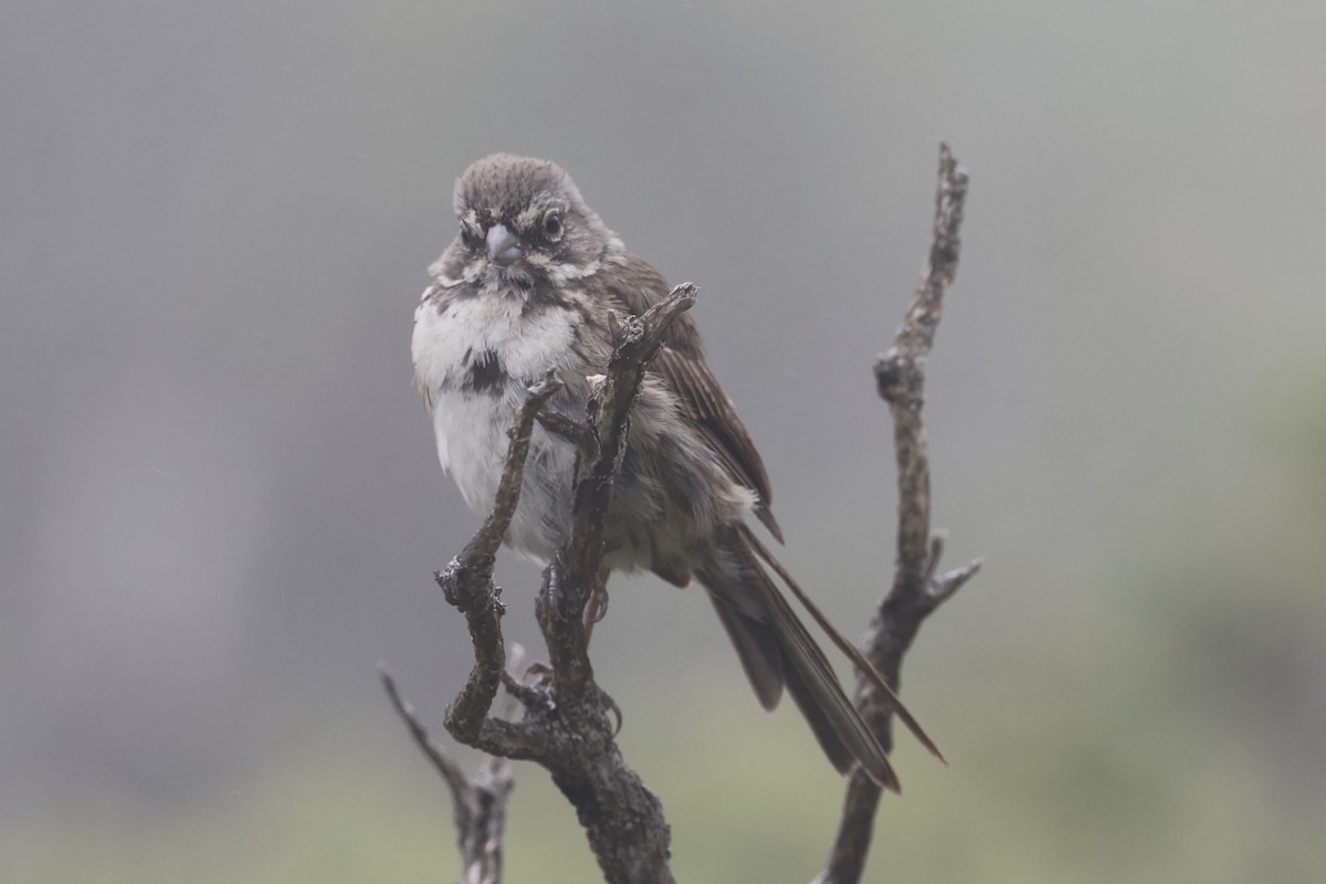 Bell's Sparrow - ML350707781