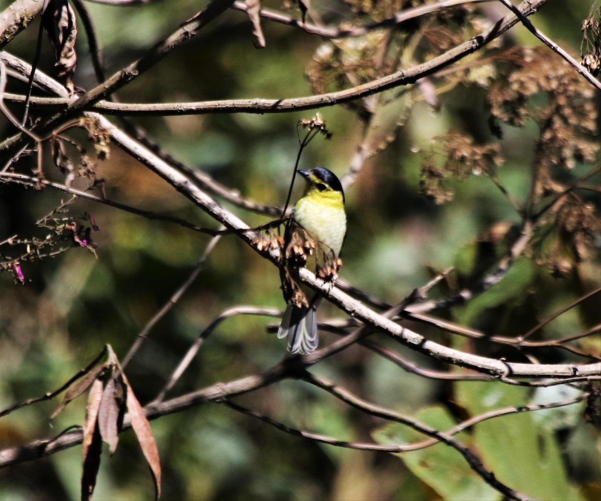 Barred Becard - ML350708201