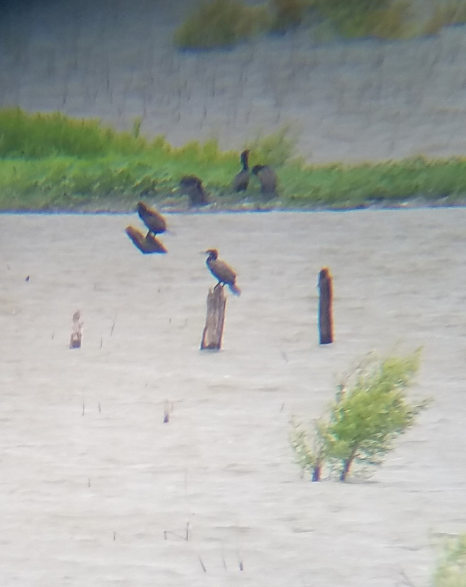 Neotropic Cormorant - Andy Gilbert