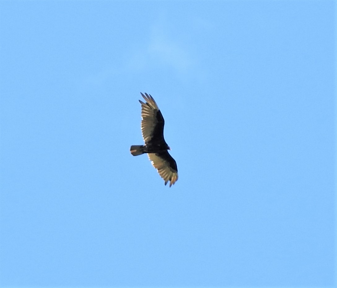 Turkey Vulture - ML350710541