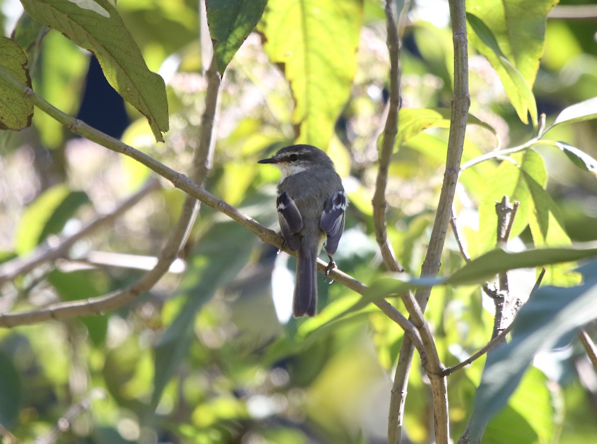 White-throated Tyrannulet - Viviane De Luccia