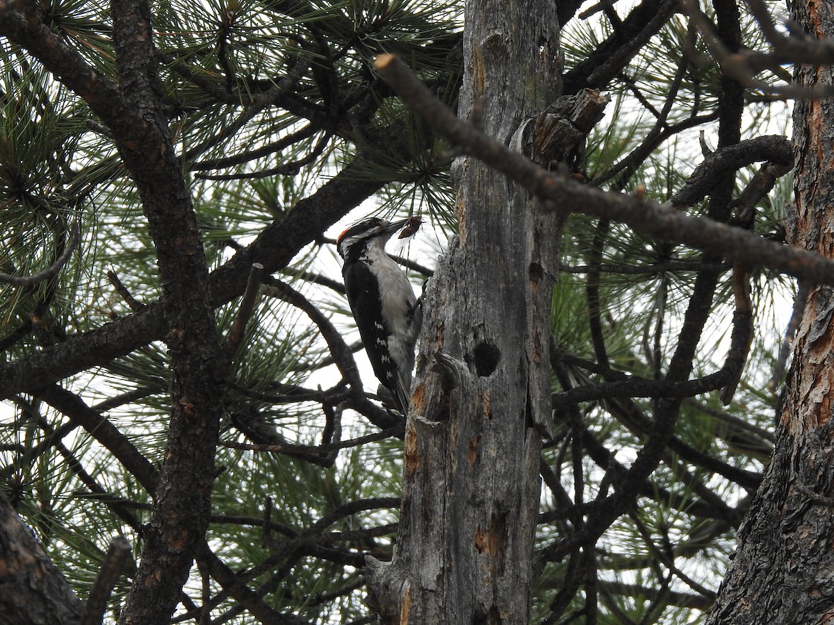 Hairy Woodpecker (Rocky Mts.) - ML350710641