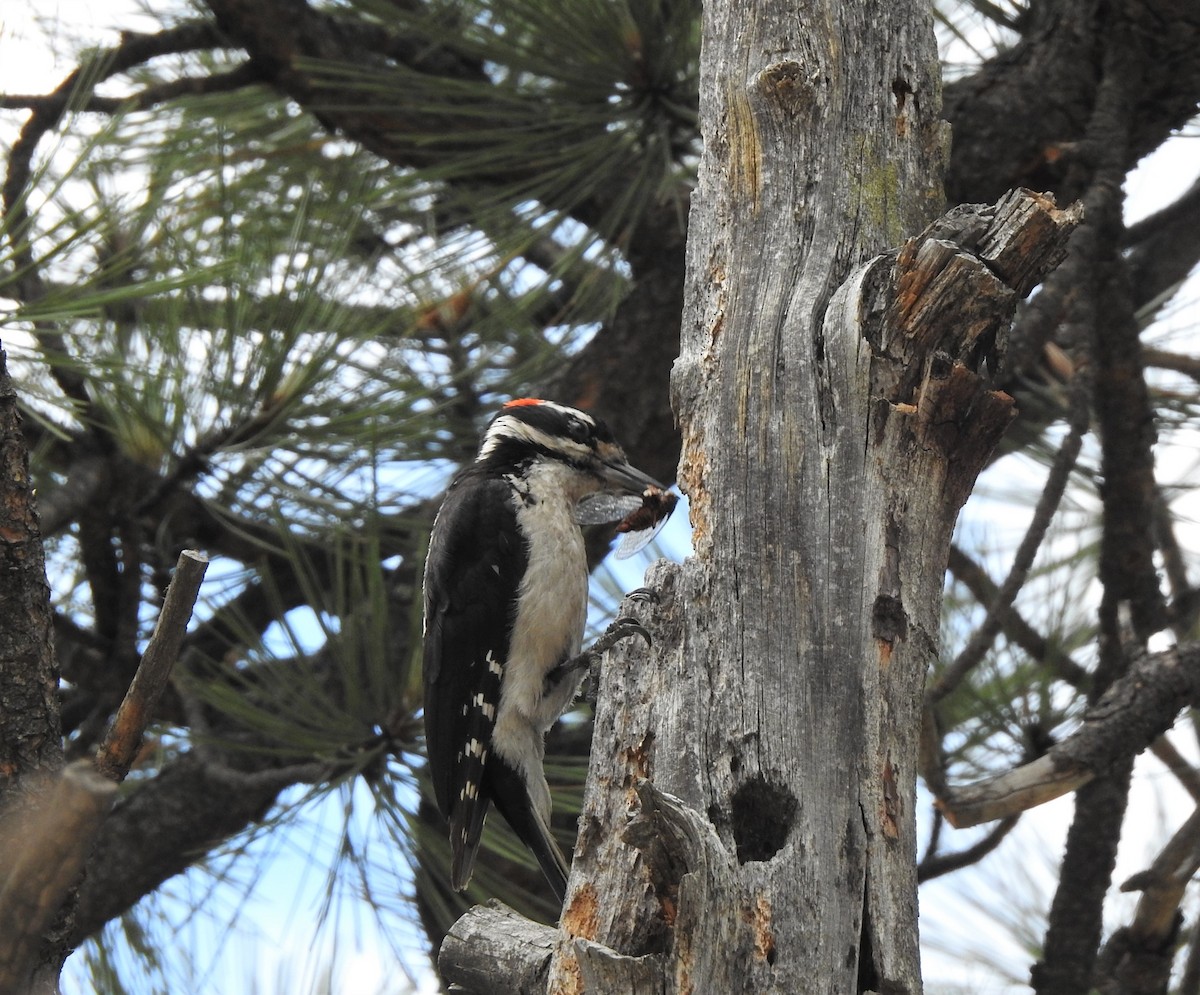Hairy Woodpecker (Rocky Mts.) - ML350710661