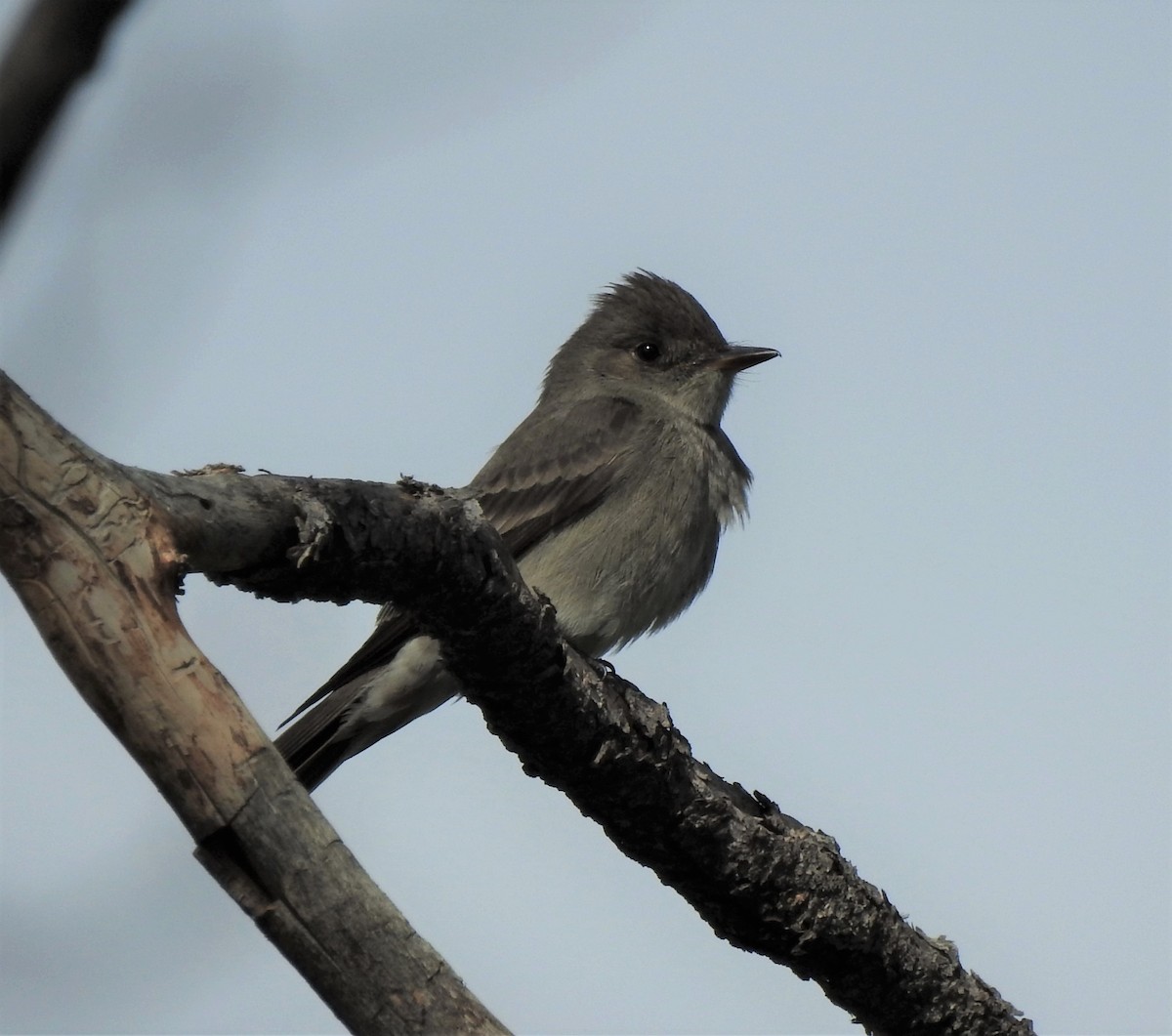Western Wood-Pewee - ML350710701