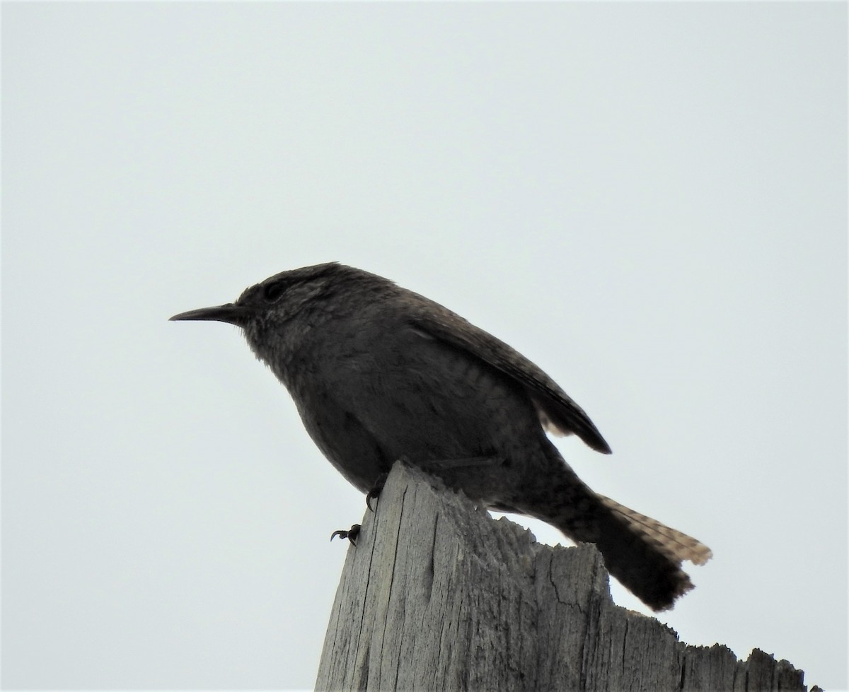 Northern House Wren - ML350710851