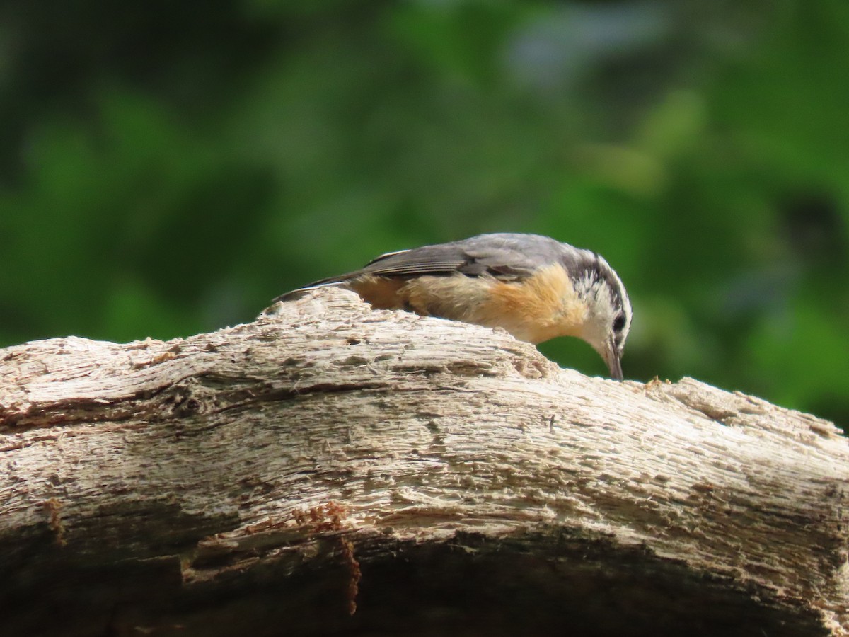 Red-breasted Nuthatch - ML350715291