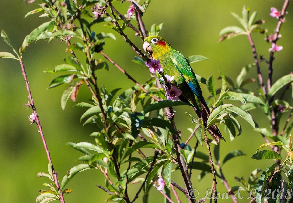 Sulphur-winged Parakeet - Lisa & Li Li