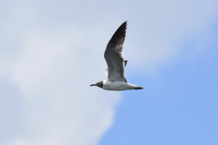 Laughing Gull - ML350718221