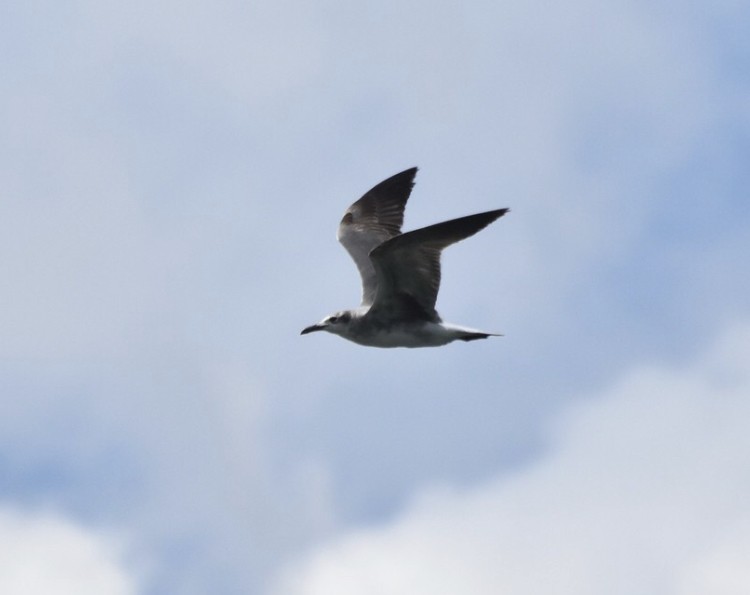 Laughing Gull - ML350718231