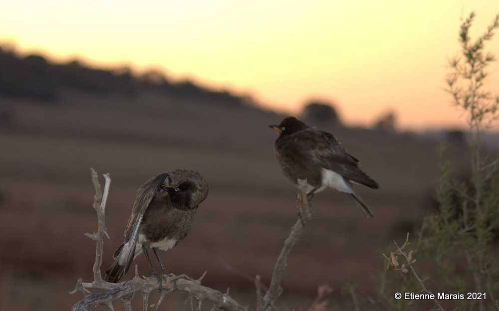 African Pied Starling - ML350718351