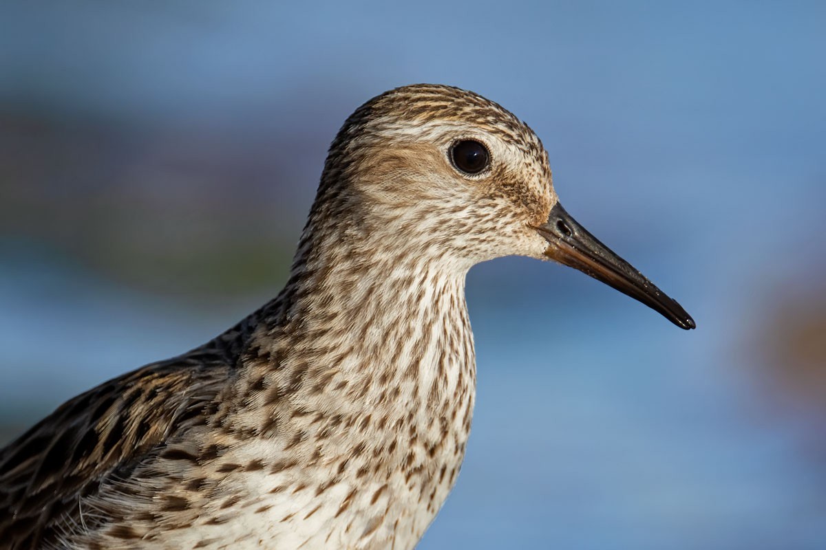 White-rumped Sandpiper - ML350718801