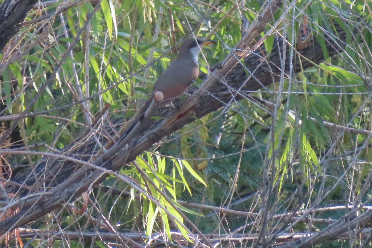 Yellow-billed Cuckoo - ML350719921
