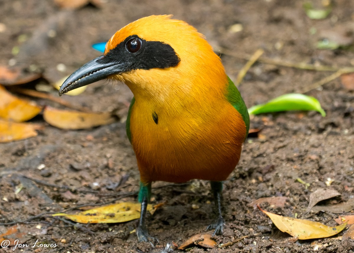 Rufous Motmot - ML350719941