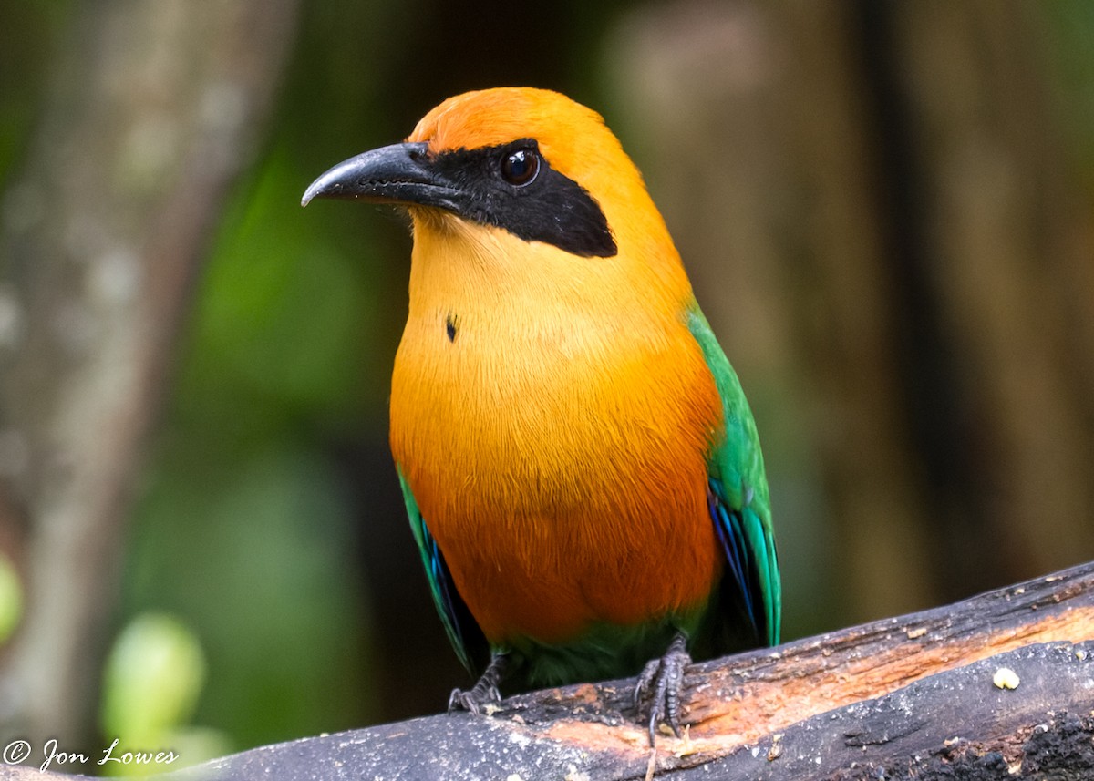 Rufous Motmot - ML350719951